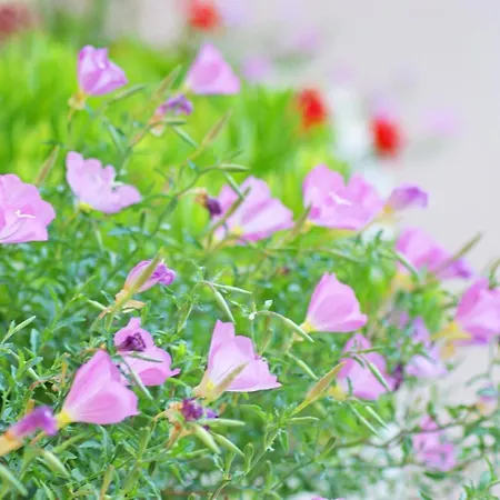 Lia 4* لوترا إديبسو